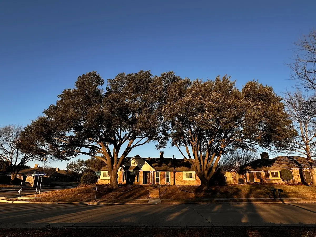 Established residential canopy tree shading a home in Savanna